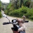 나무늘보 이미지