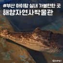 자용카닥터 | 부산 아이랑 실내가볼만한 곳 동래구 해양자연사박물관 주차 무료 전시