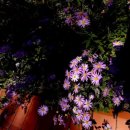 [골목]합창 | 251017(금) 이화 크리스마스 콘서트 합창 연습(7)+경희궁+서울역사박물관 돌아보기