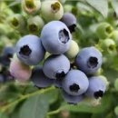 산야초-블루베리(Blueberry) 이미지