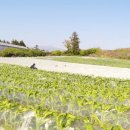 초당농장 이미지