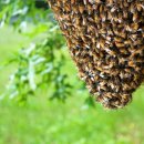 벌떼둥지 이미지