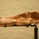 사우로2 | 사우로르니토이데스(Saurornithoides) – 민첩한 머리좋은 사냥꾼