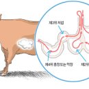 철원해장국 이미지