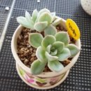 다육요정