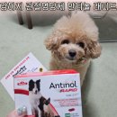 수의사에게 직접 추천받아 구매한 안티놀 래피드 7살 관절염 강아지 실제 복용 후기