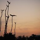솟대 - 남구 | 솟대