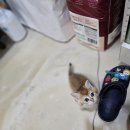 착한 고양이 이미지