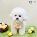 보성애견 이미지