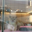 #11 행복은 늘 가까이에