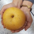 매디팜농원