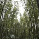 죽녹원로 이미지