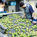 대저농협유통센터(APC) 이미지