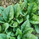 김해농장2 이미지