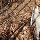 뒷동산농원 이미지