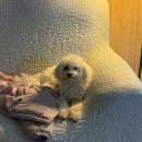 서도노래연습장 | 대구/구미근교_칠곡_김천_애견동반 펜션 애영스테이 추천_후기_반려동물 여행