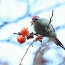 딱따구리 이미지