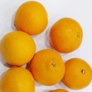 화니오기 펫살롱 이미지