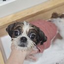 천사 애견 | 일산애견미용 천사 강림?! 맘 따뜻해지는 후기