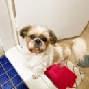 coco puppy 이미지