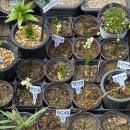 상인종로빈대떡 | [종로5가 나들이] : 꽃시장/광장시장 쇼핑하고, 닭한마리 먹고! 소확행 코스 추천