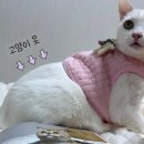 옷고르는고양이