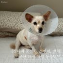 제일동물병원 | 군산 24시 제일 동물 병원｜강아지 중성화 수술, 스케일링 &amp; 발치 후기 (비용)