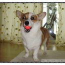 스타독스 이미지