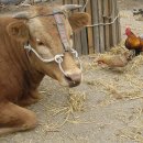 참나무쟁이 이미지