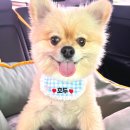 글램독 경주 B동 | 경주 가성비 좋은 애견펜션 추천 : 2박 3일 경주 글램독 B102호 후기