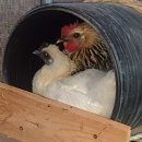 백봉파이프 이미지