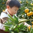 백록담제주특산품