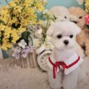 댕댕이살롱 | [양재 애견미용] 말티즈 알머리·푸들 가위컷 전문 '봄펫살롱' 15년 경력 후기