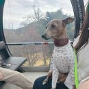 강아지천국 | 강아지천국 홍천 소노펫 후기