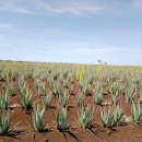 새운농장 이미지