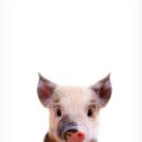 예쁜돼지 이미지