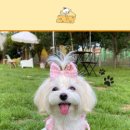라이브펫 이미지