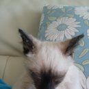 레오그루밍 이미지