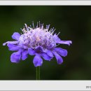 솔체꽃(Hopei Scabious) 이미지