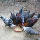 문영식 농장 이미지