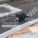 세번은 안되는 비트냥스🐈‍⬛ 이미지