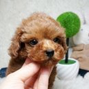 동일애견샵 네이버블로그