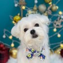 나에개, 반하냥 이미지