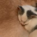 소중하개 이미지