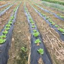 건우농장 이미지