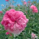 도로시(Dorothy) 이미지