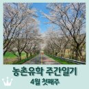 피자탑 동천점 | 보성 농촌유학 주간일기 4월 첫째주 / 순천 나들이 / 상추,당귀 모종심기 / 향수 만들기 / 보성의 벚꽃