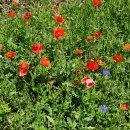 장미약국 이미지