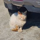 하늘빛 닭섬 이미지