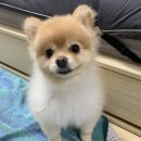 24시 글로리 동물병원 이미지